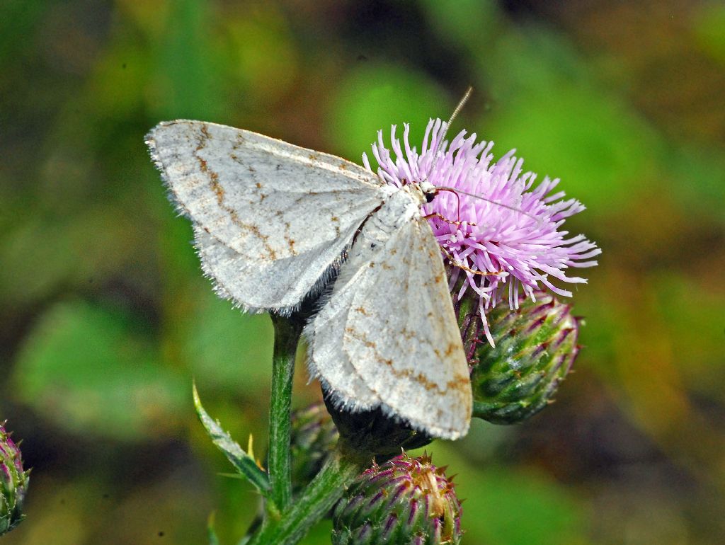Una piccola falena bianca: Mesotype verberata (Geometridae)